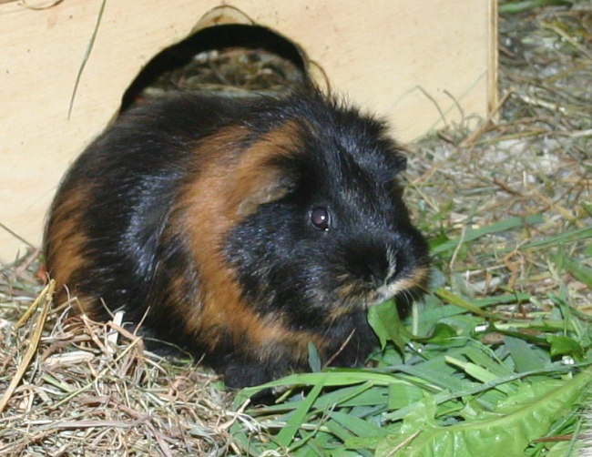 Molly Meerschweinchen