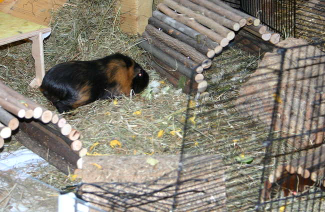 Molly Meerschweinchen