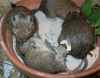 degus