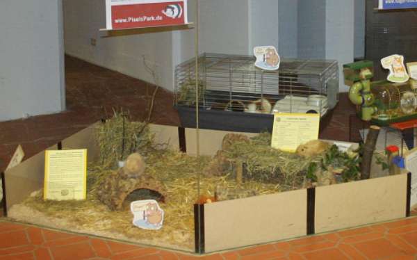 Die Schweinchenseite