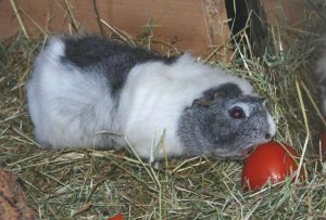 Tomatenfussball