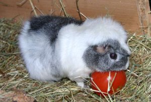 Tomatenfussball