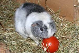Tomatenfussball