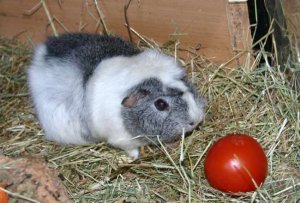 Tomatenfussball