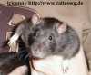 ratte