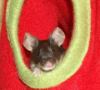 Kuschelsache
