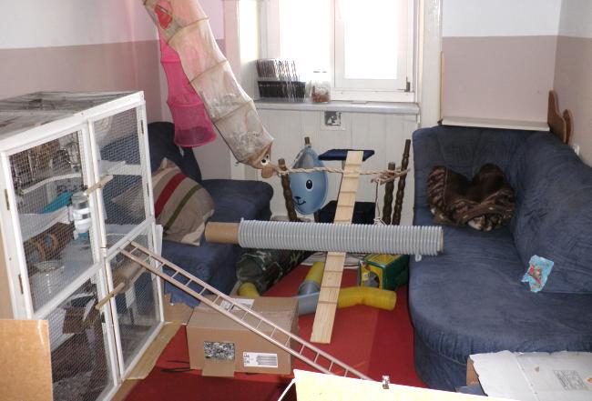 Ratten Auslauf