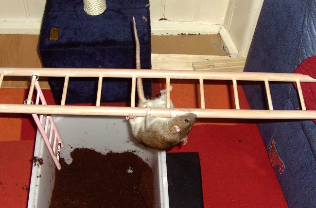 Ratten im Auslauf