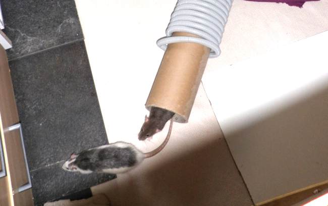 Ratten im Auslauf