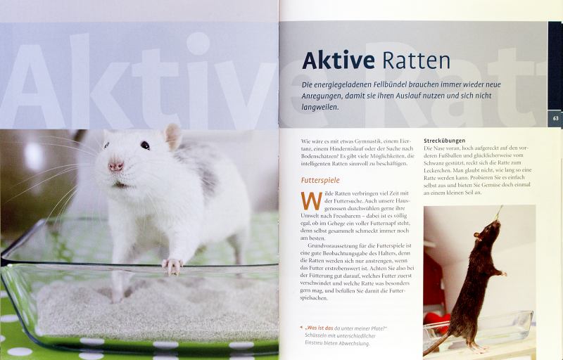 Rattenbuchseite