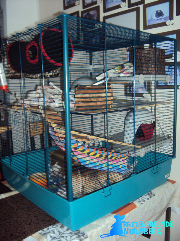 Furet Rattenkäfig
