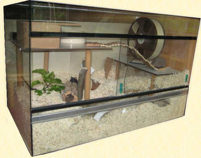 Rennmausterrarium