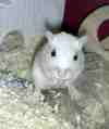 beiderenner