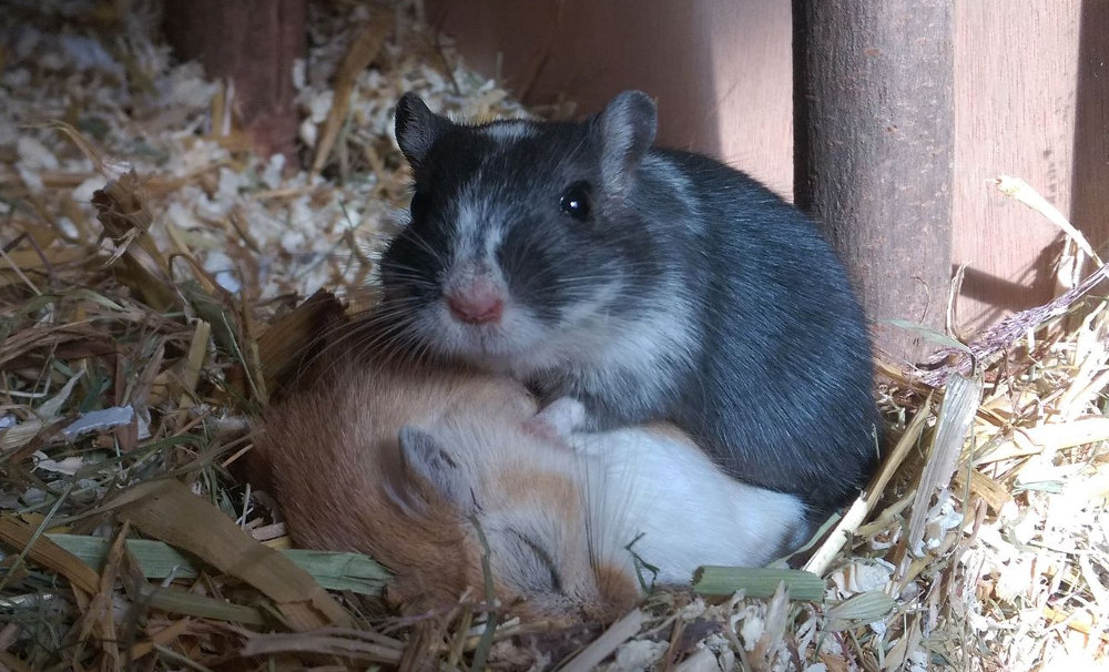 Rennm&auml;use