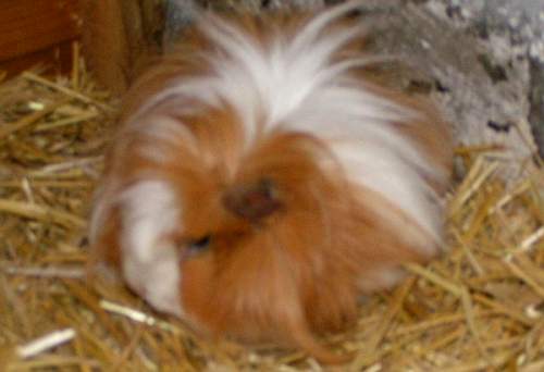 Pumukl Meerschweinchen
