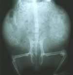 Wieselmaus R&ouml;ntgenbild