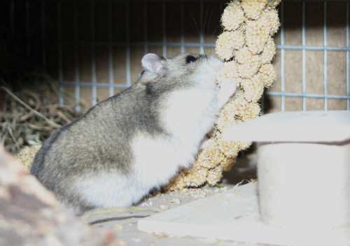 Berta an der Kolbenhirse