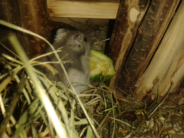 Hamstergehege mit Auslauf