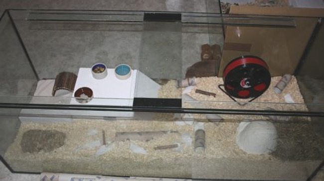 Aquarien f&uuml;r Zwerghamster