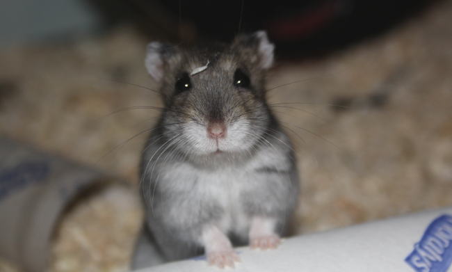 Aquarien f&uuml;r Zwerghamster