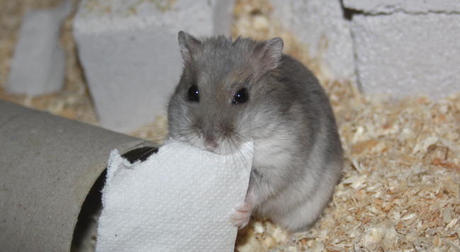 Aquarien f&uuml;r Zwerghamster