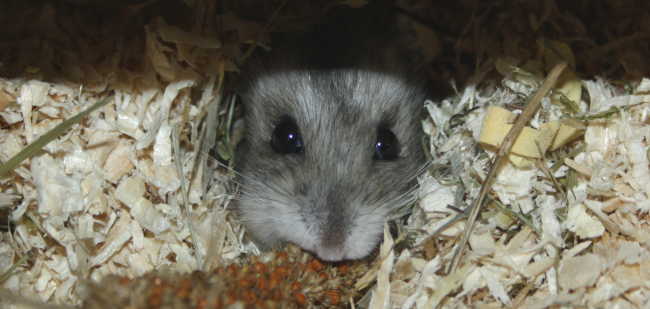 Aquarien f&uuml;r Zwerghamster