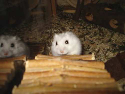 Gehege