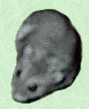 hamster