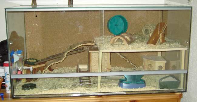 Zwerghamsterterrarium