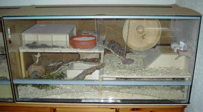 Zwerghamsterterrarium