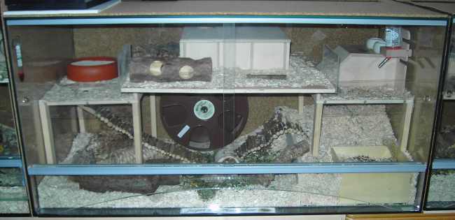 Zwerghamsterterrarium