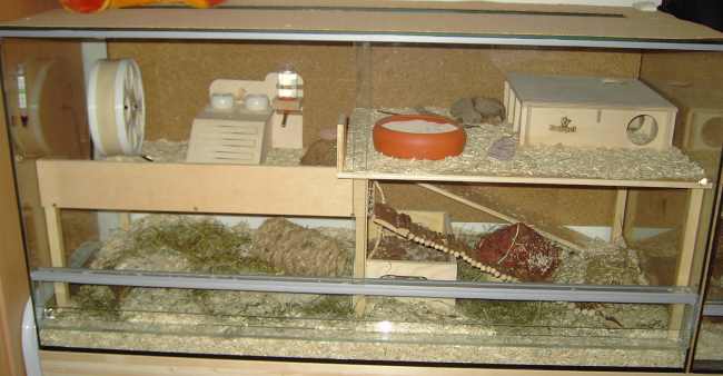 Zwerghamsterterrarium