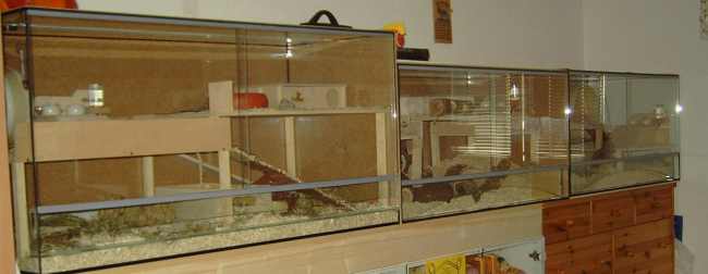 Zwerghamsterterrarium