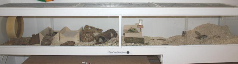 Hamstergehege