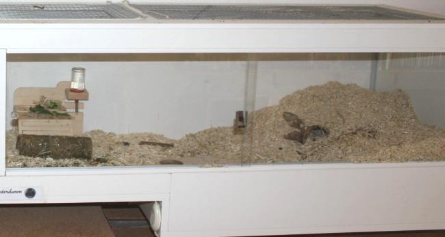 Hamstergehege