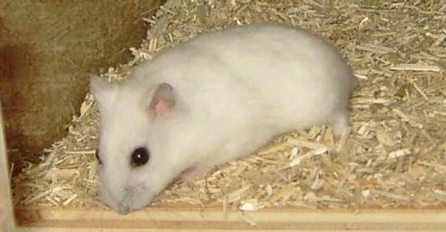 Zwerghamsterterrarium