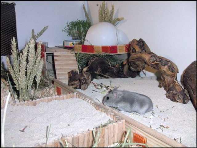 Hamstergehege