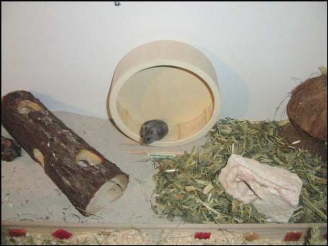 Hamstergehege