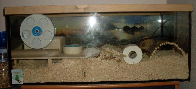 Zwerghamster Aquarium